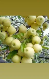 باغبانی گلکاری نهال سمپاشی هرس طراح مجری باغ ویلا