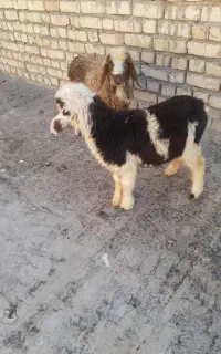 بره