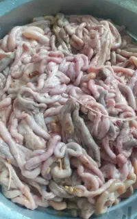 روده مرغ برای ماهی گیری