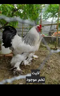 تخم برهما لایت درجه یک اصل رومانی