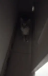 بچه گربه باهوش و زرنگ