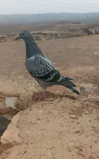 کفتر ساروالمانی