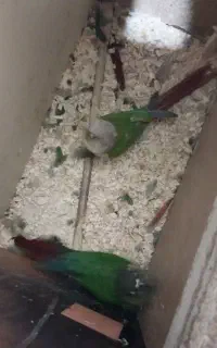 طوطی دوجفت گرینچیک مولدوجوجه بده