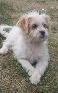 سگ پا کوتا