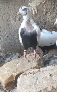 جفت دم سیاه