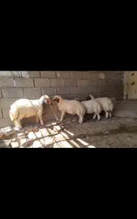 ۴عدد بره سفید