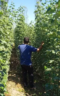 نهال تبریزی