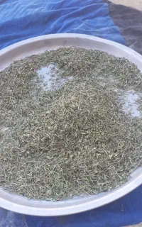 آویشن