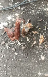فروش مرغ و خروس زینتی وکاکولی