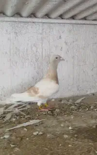 کفتر کرم ماده