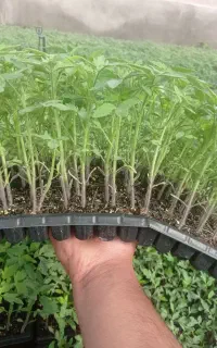 نشا انواع گوجه بادمجان فلفل