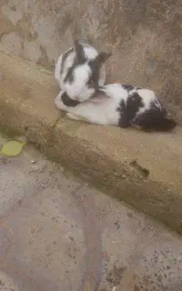 واگذاری خرگوش