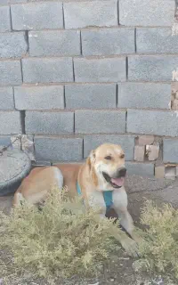 سگ گم شده
