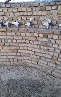 چند عدد طوقی خوب  فروشی