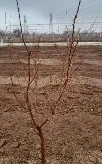 پیوند کردو