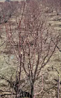 باغ سیب گلدن ۲۰ ساله ثمری