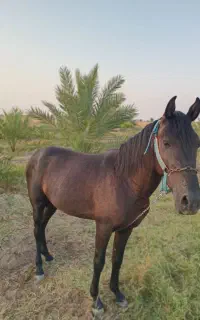 اسب سیاووش غفار