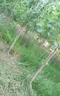 باغبانی پاکسازی صاف کردن باغات بادستگاه