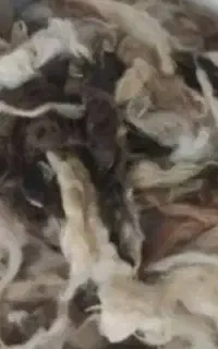 پشم گوسفند