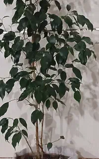 پلاستیک گلخانه ۶۵ متری
