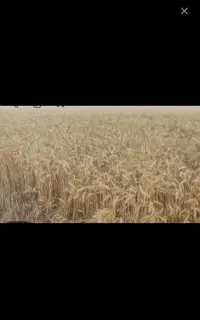 گندم بذر درجه یک