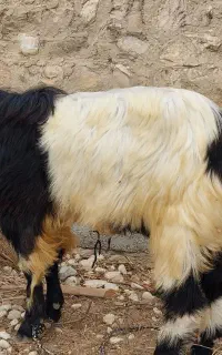 فروش کهر نر