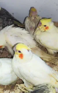 عروس هلندی 1500