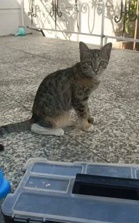 گربه