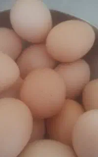 تخم مرغ
