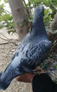 دسته کبوتر