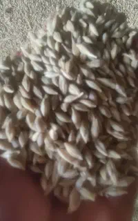 جوبذری
