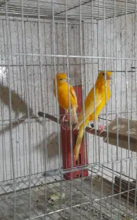 ساعت سرخ قنا ری