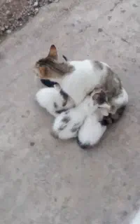 واگذاری گربه