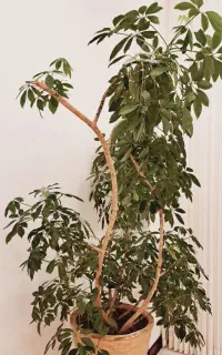 گل و گلدان
