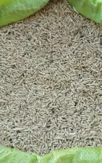 جو. تمیز. بدون خاک. و اشغال