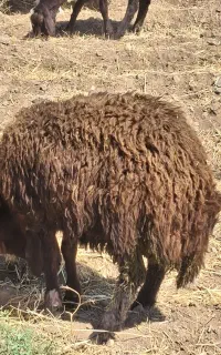 بره گوسفند نر