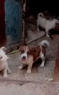 سگ پاپی