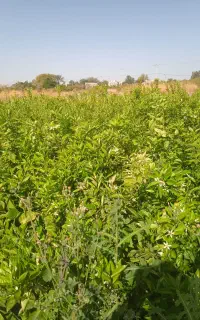 با سلام خسته نباشید انواع نهال مرکبات وو نخل خرما