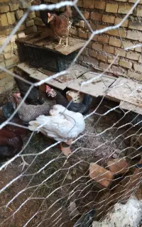 غاز برای فروش