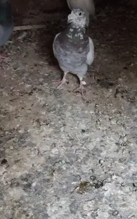 موکت دوتا نر