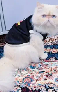 گربه