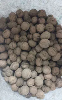گردو تویسرکان تازه خشک شده امسالی