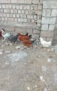 فروش 16عدد مرغ خروس سالم