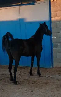 اسب مادیان اسطوره زیبا از سیاوش همتی