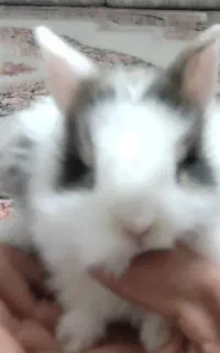 بچه خرگوش لوپ و جرسی