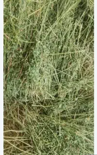 علف ویونجه خشک