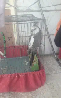 عروس‌هلندی‌نر