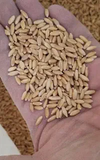 گندم