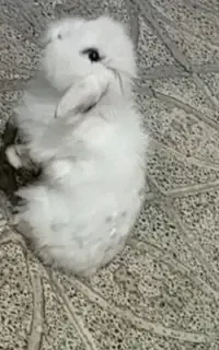 خرگوش مینی لوپ هلندی
