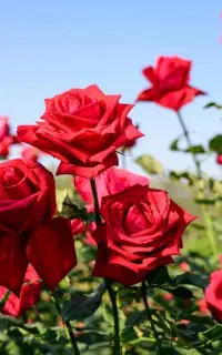 ۱۱۰ میلیون نهال گل رز مهربانی ۴برگی